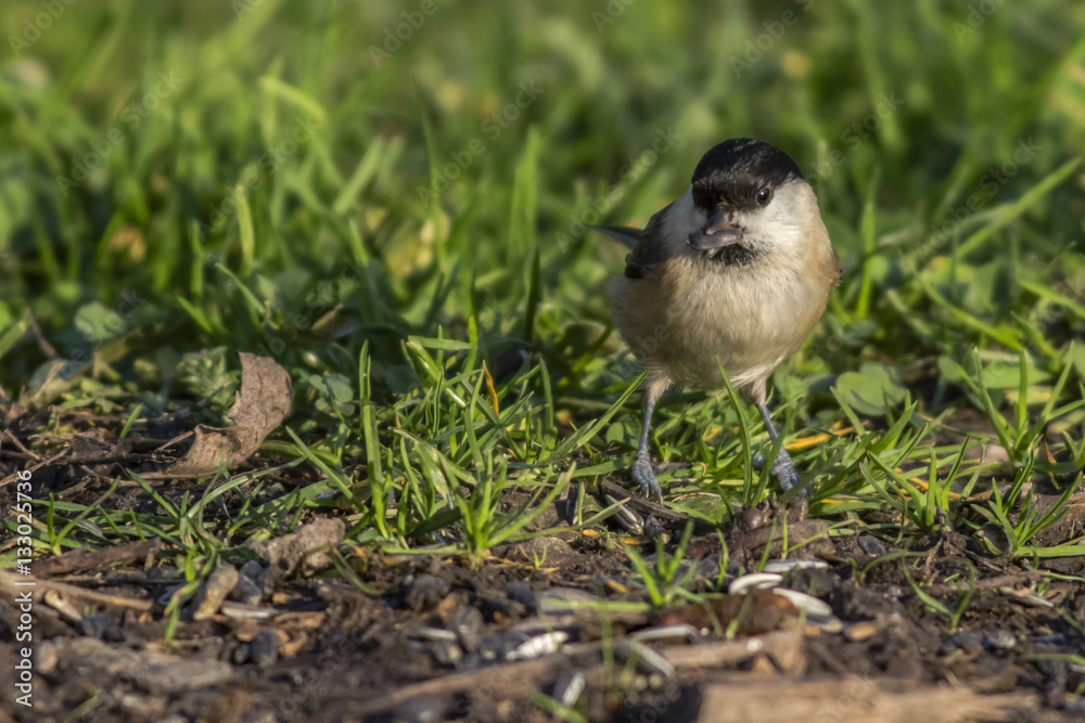 Obraz premium Sumpfmeise (Parus palustris)