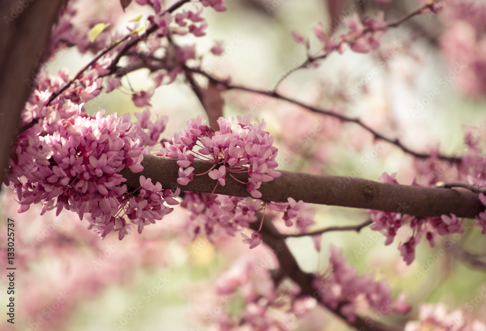 Spring bloom of Cercis Canadensis Spring bloom of Cercis Canadensis