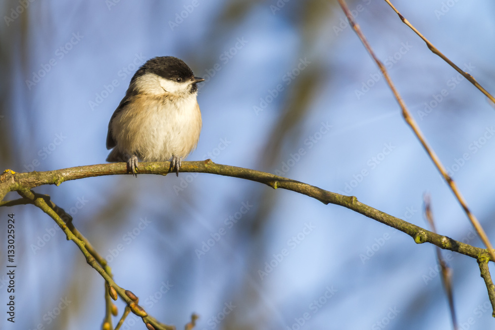 Fototapeta premium Sumpfmeise (Parus palustris)