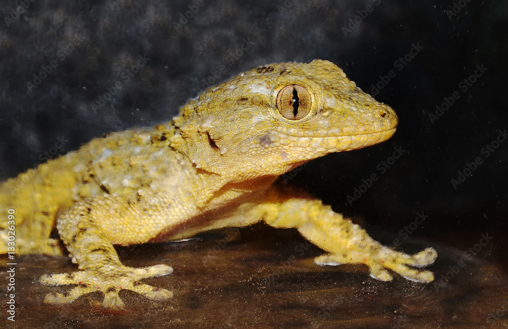 Fototapeta premium portrait of gecko on dark background