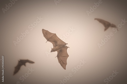 Fruit bats in flight