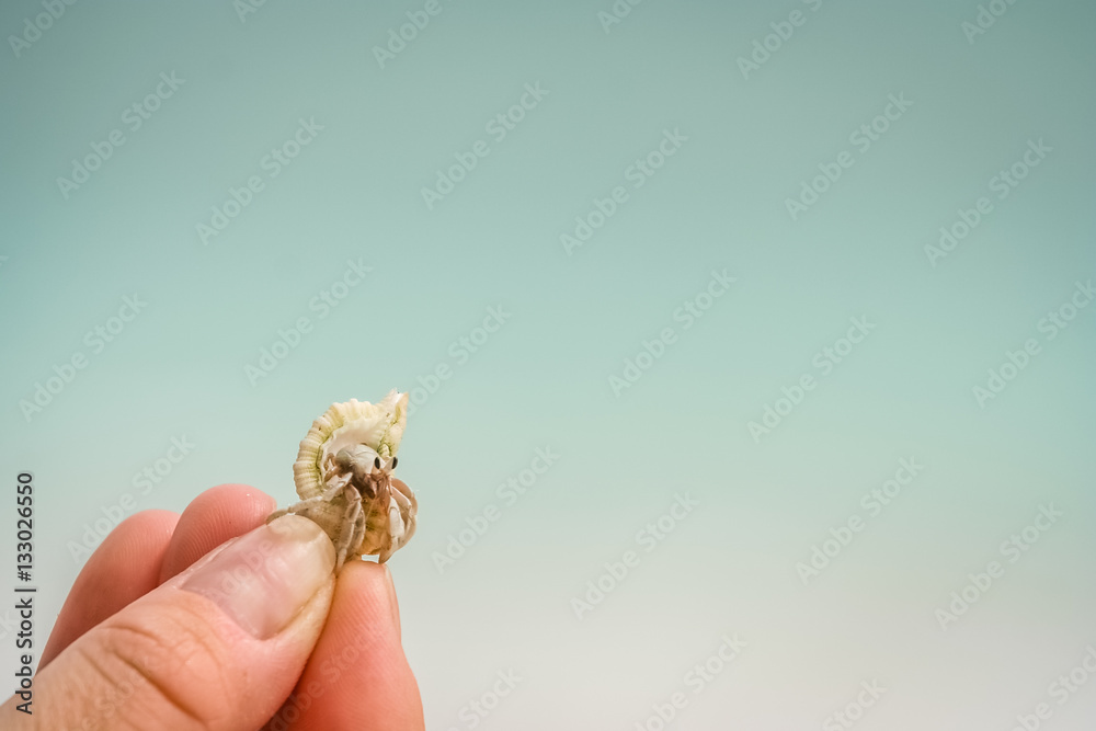 Tiny crab in human hand