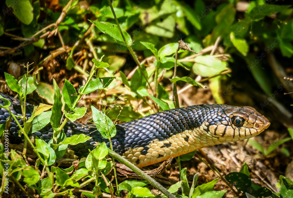 Obraz premium Black snake in Madagascar jungle