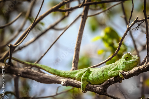Green chameleon on a tree