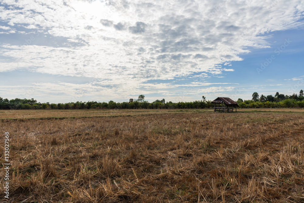  panoramic views of hut on cornfield . farm of farmer at countryside in thailand.