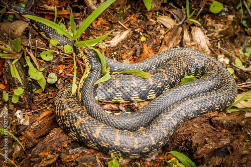 Black snake from MAdagascar rainforest