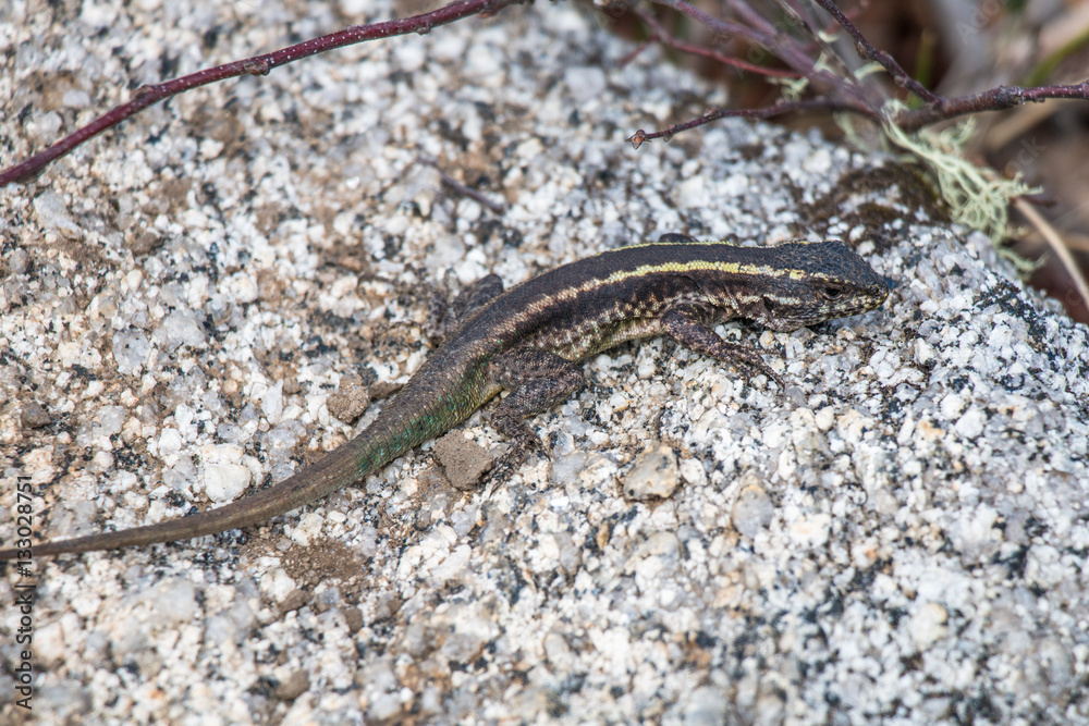 Lizard in National Park Nahuelbuta, South of Chile. Lizard in National Park Nahuelbuta, South of Chile.
