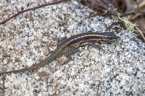 Lizard in National Park Nahuelbuta, South of Chile.