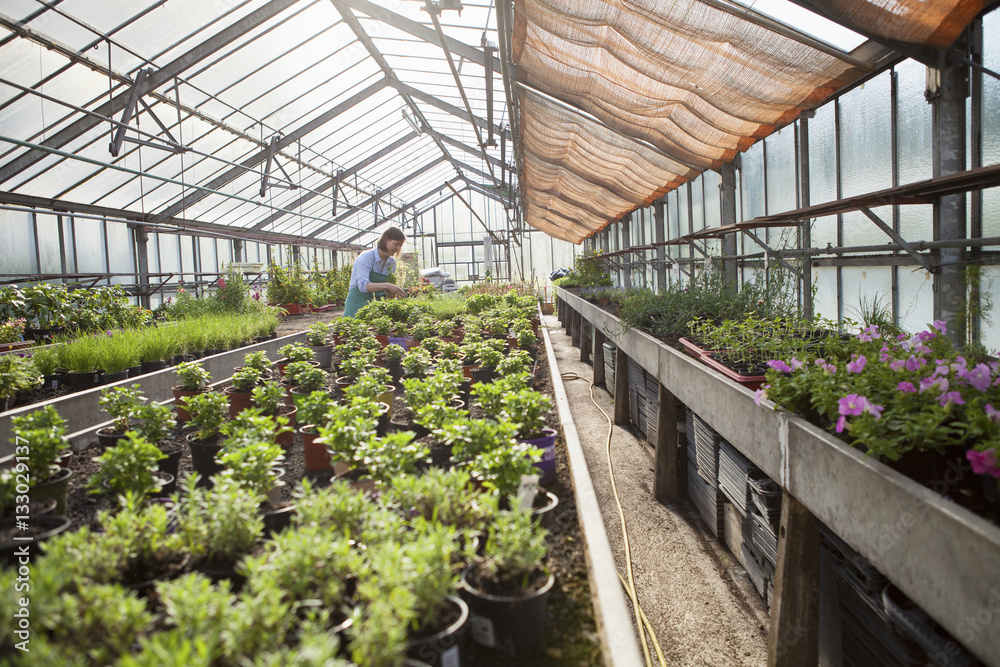 Female gardener in greenhouse Female gardener in greenhouse