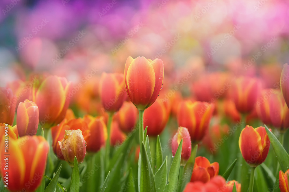 Tulips flowre and bokeh background