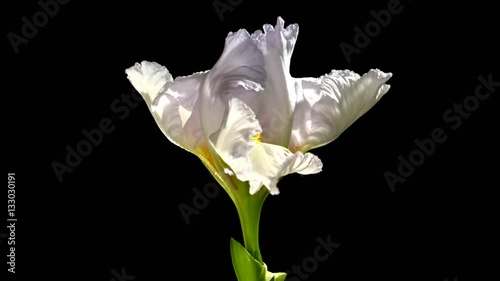 Beautiful white flower blooms.. White iris blossoming time lapse on a black background. Time lapse. High speed camera shot.