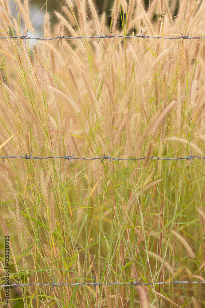 Fototapeta premium close up background of pampas.