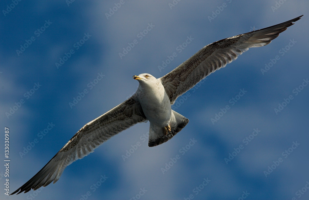 Fototapeta premium Seagull flying