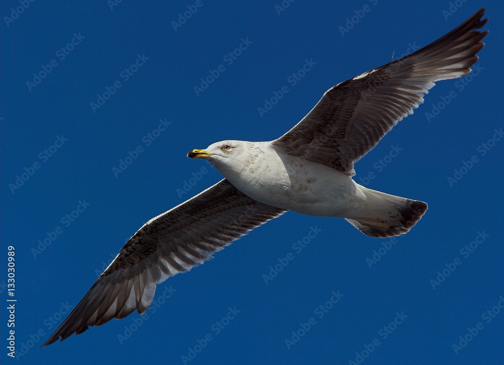 Naklejka premium Seagull flying