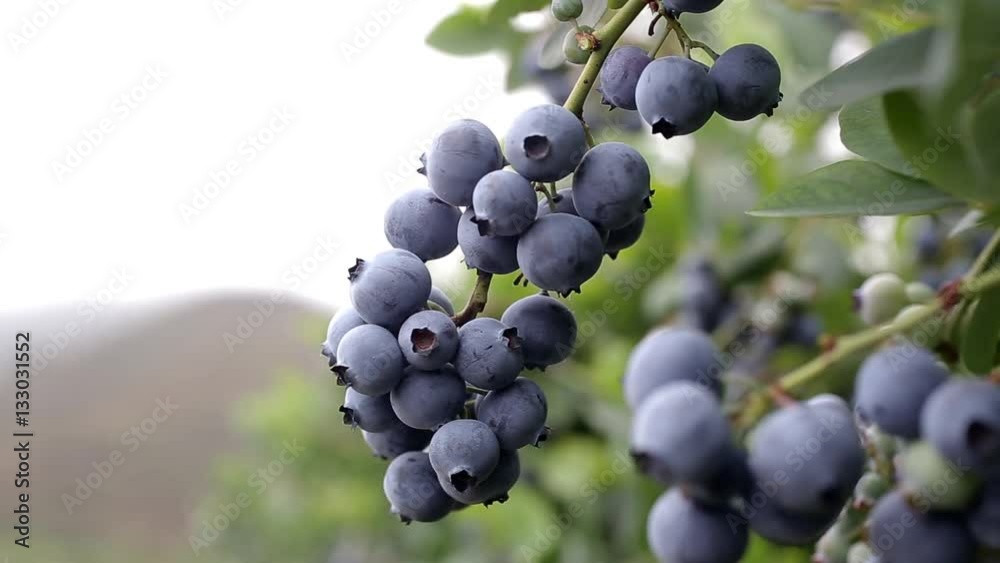 2 blueberries bunches on the vine close up 2 blueberries bunches on the vine close up