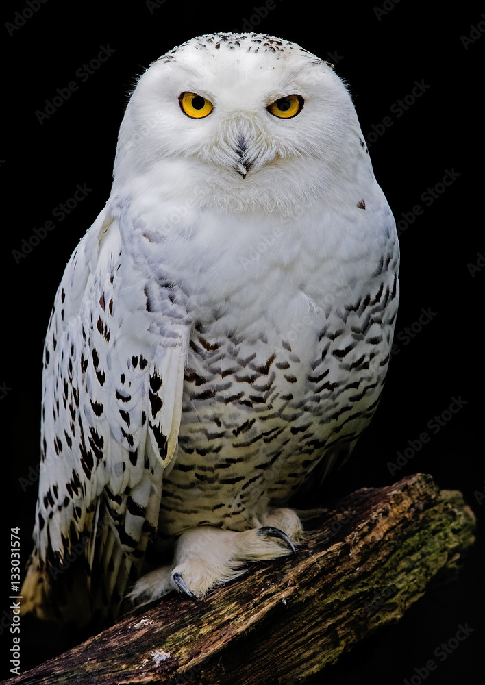 White owl