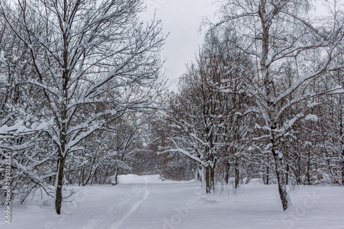 Winter Landscape with snow covered trees in South Park in city of Sofia, Bulgaria © Stoyan Haytov