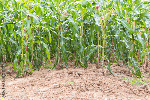 Corn crops on soil.