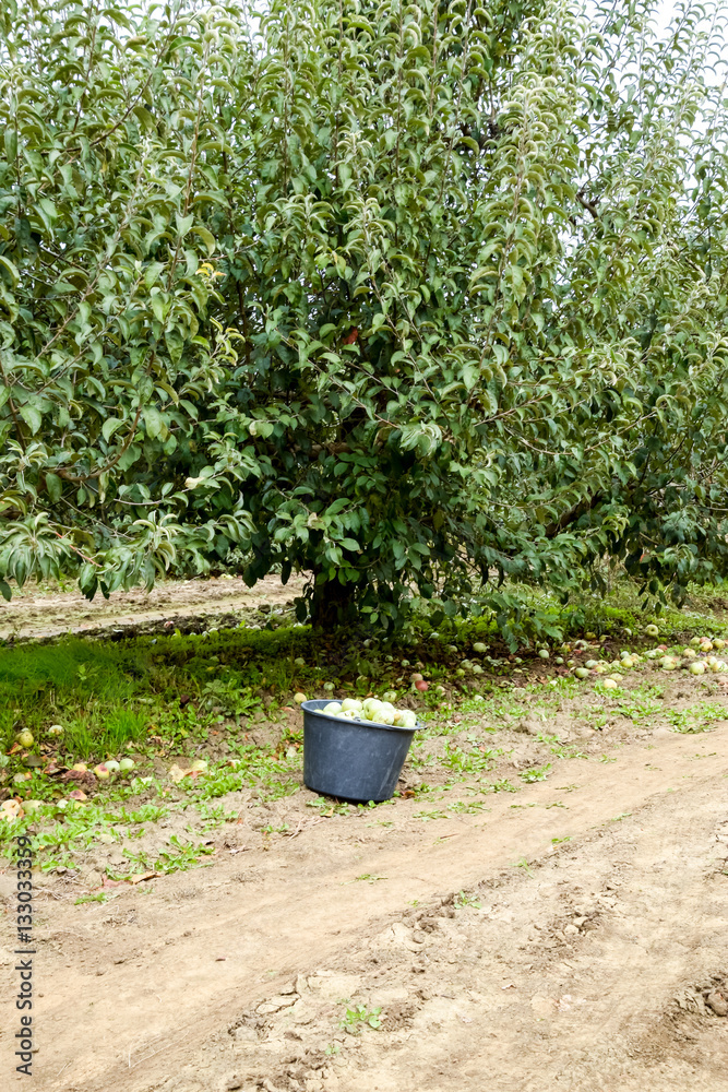 Apple orchard. Rows of trees and the fruit of the ground under the trees Apple orchard. Rows of trees and the fruit of the ground under the trees