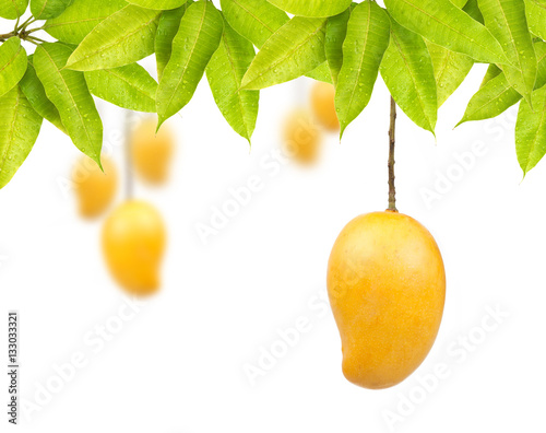 Mango fruit with leaves isolated