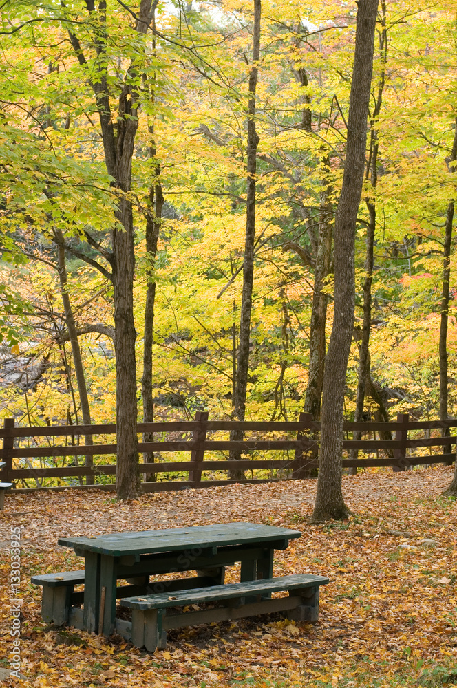 Picnic Table in the Forest in the Fall 