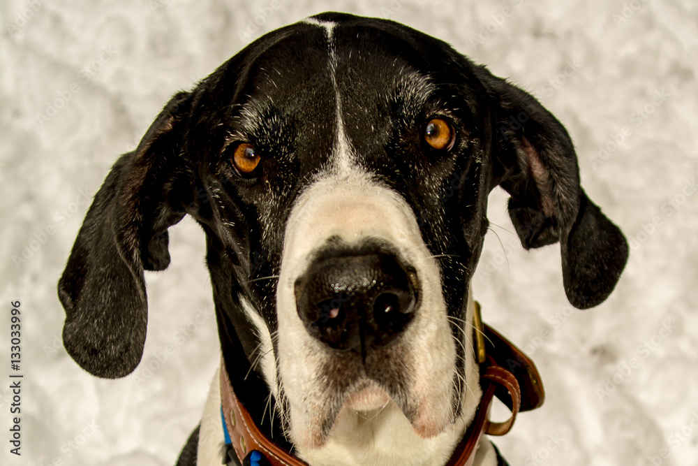 Pouty Great Dane Pouty Great Dane