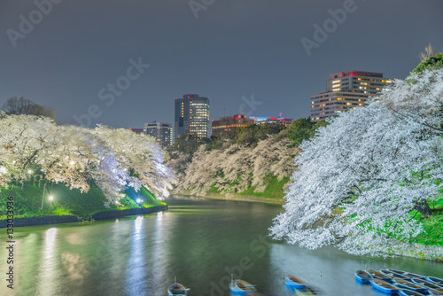 Cherry blossoms in Tokyo  Japan