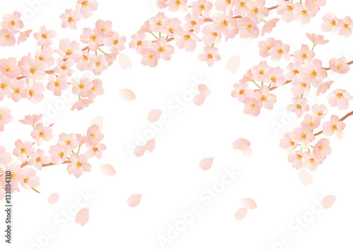 桜 チェック カラフル 白 ケイなし
