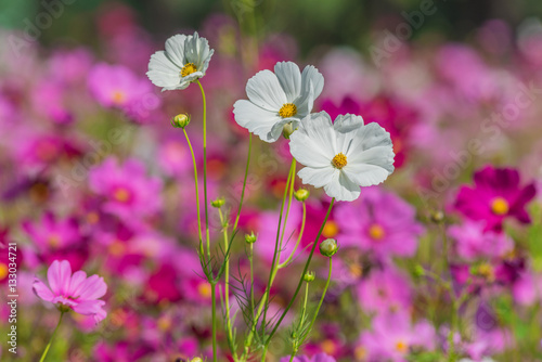 Cosmos Flowers