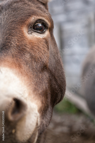 A Donkey Close Up
