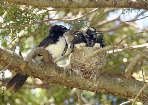 willy wagtail chicks in nest