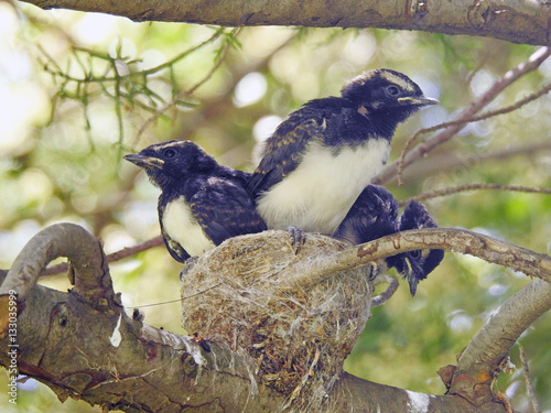 willy wagtail chicks in nest