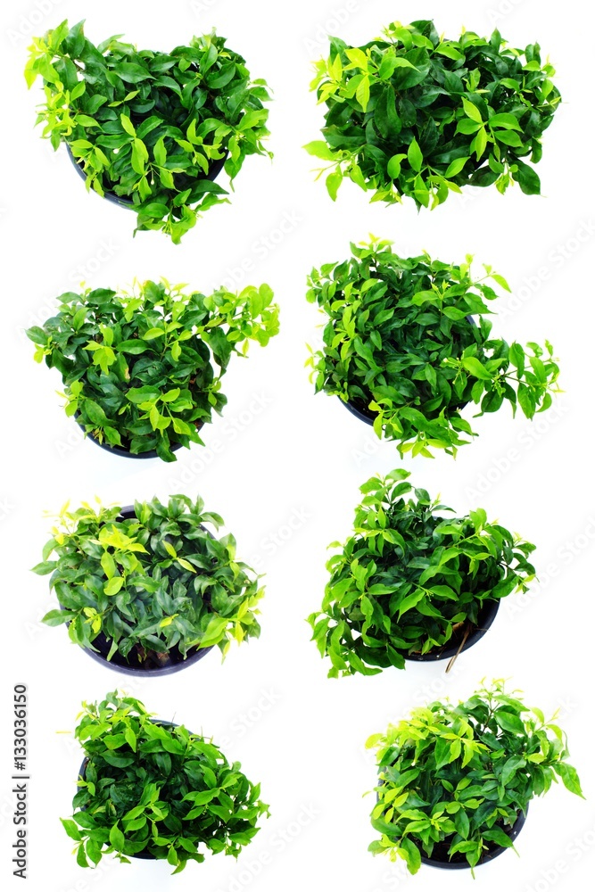 Naklejka premium green plant isolated collection on white background