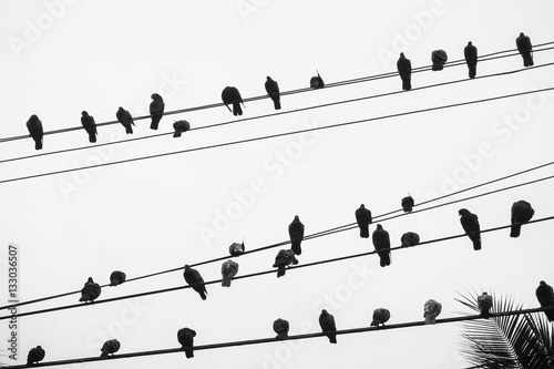 Silhouette of a Flock of Pigeons Perching on a Telegraph Wire in Bangkok, Thailand