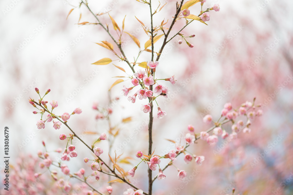 Wild Himalayan Cherry with blue sky and cloud background Wild Himalayan Cherry with blue sky and cloud background