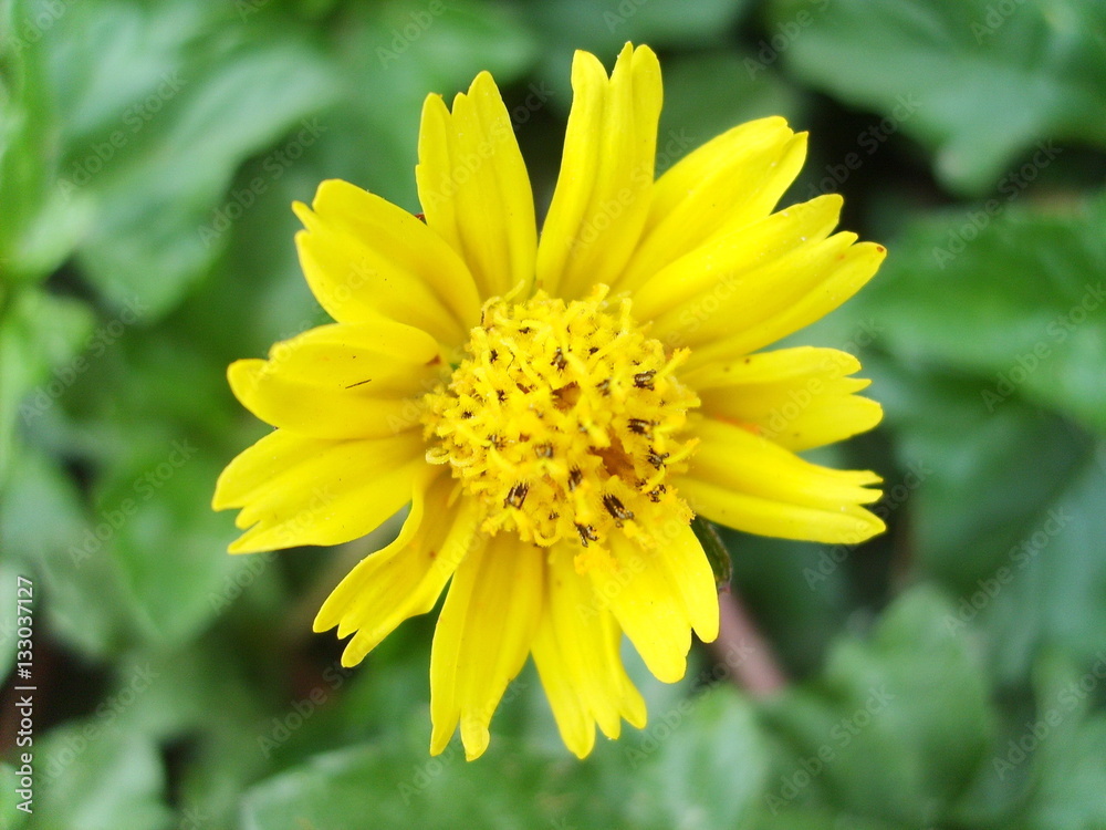 Yellow daisy Yellow daisy