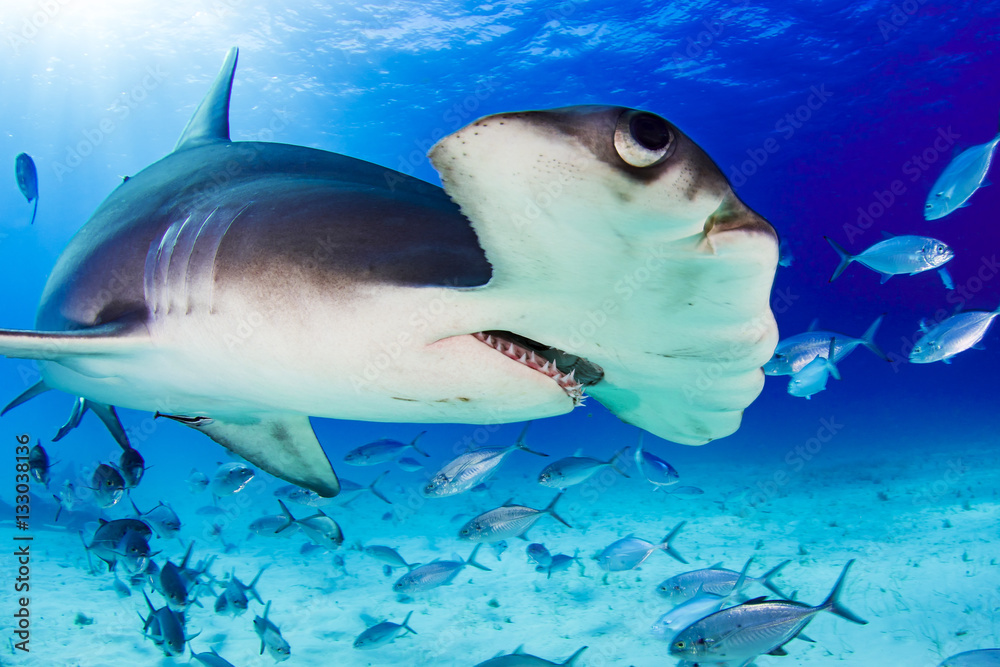 Fototapeta premium Hammerhead shark Bimini Bahamas