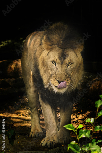 Φωτογραφία On the Prowl