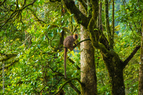 Lemur en el bosque