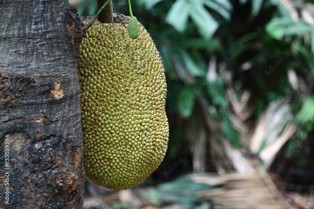 Ripe Jackfruit on Jack tree Ripe Jackfruit on Jack tree