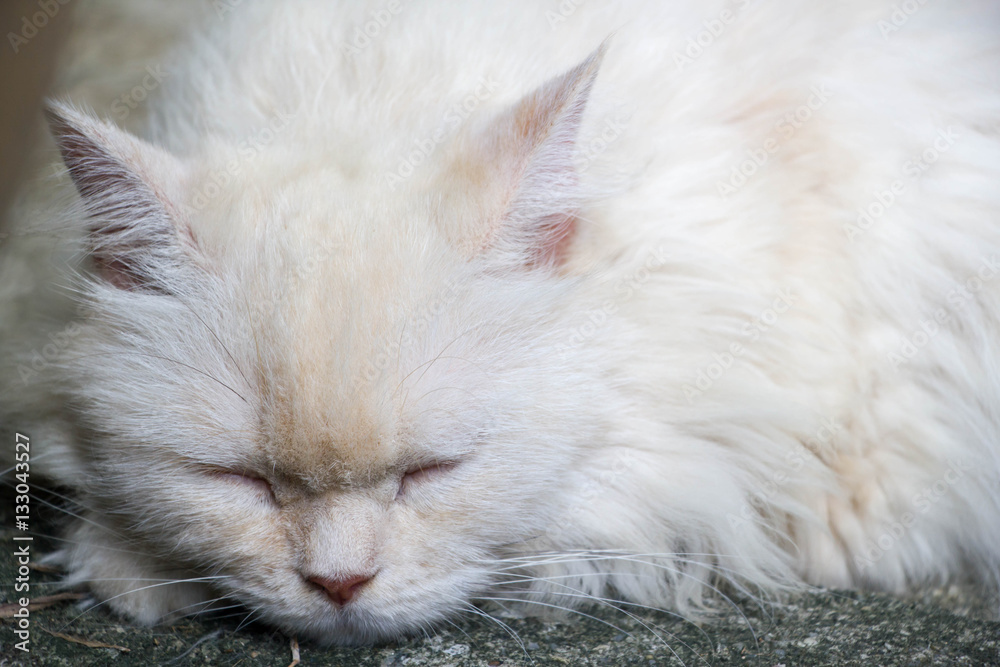 cat with white long hair