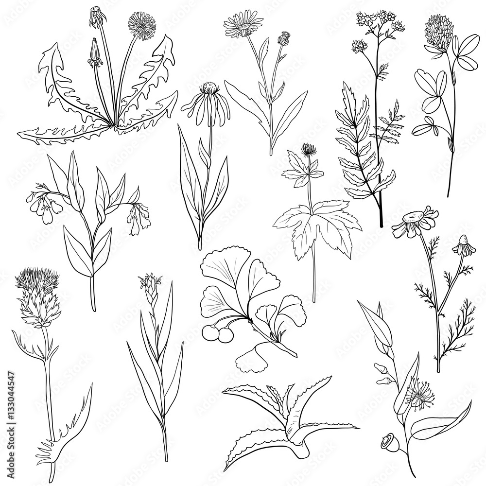 vector set of medical plants vector set of medical plants