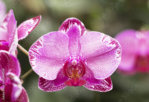 Fototapeta Naklejka Na Ścianę i Meble -  Close-up of pink phalaenopsis orchid flower