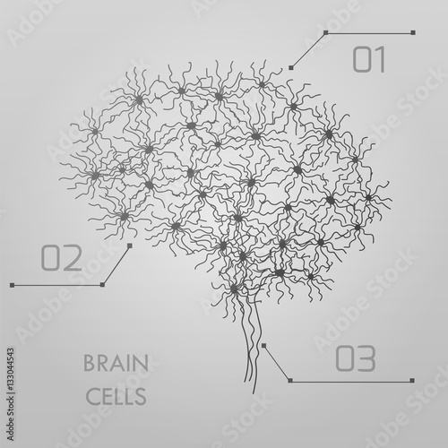 brain cells connectome