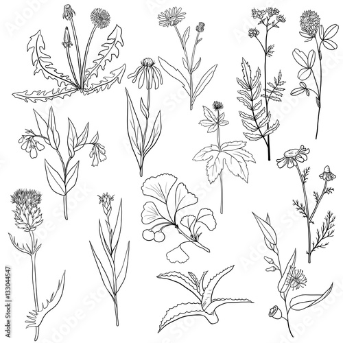 vector set of medical plants
