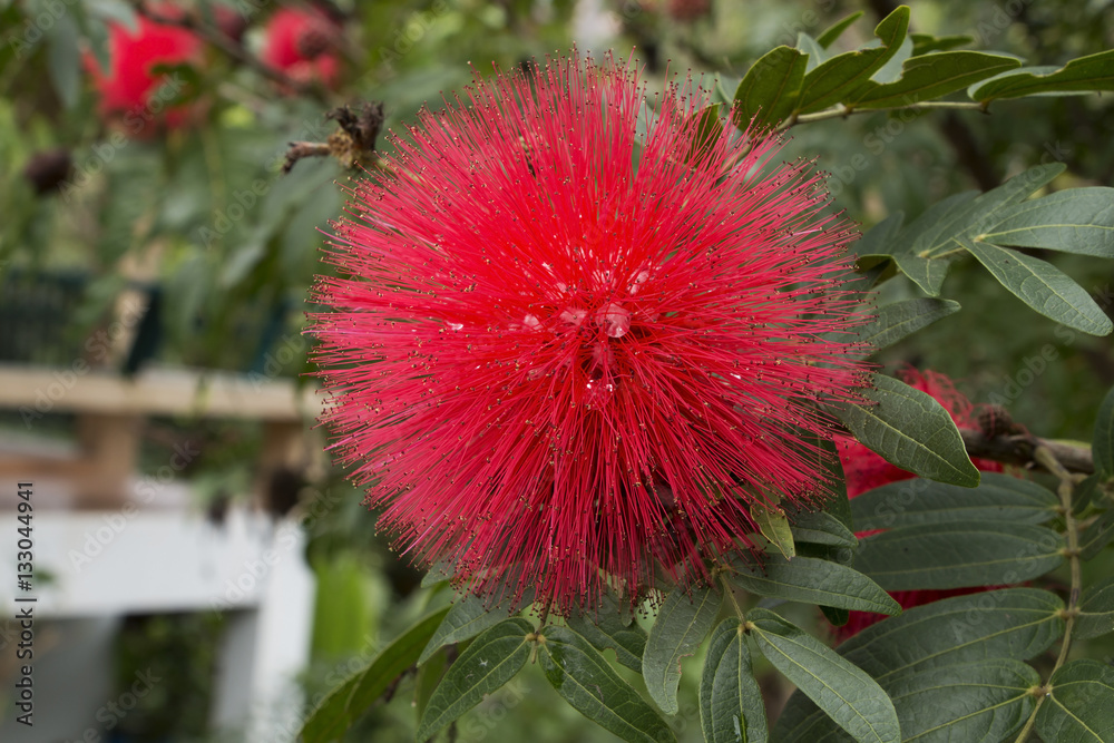 Red Powderpuff Flower