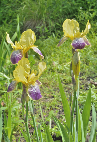 Fototapeta Naklejka Na Ścianę i Meble -  Flowers of cultivated iris 3