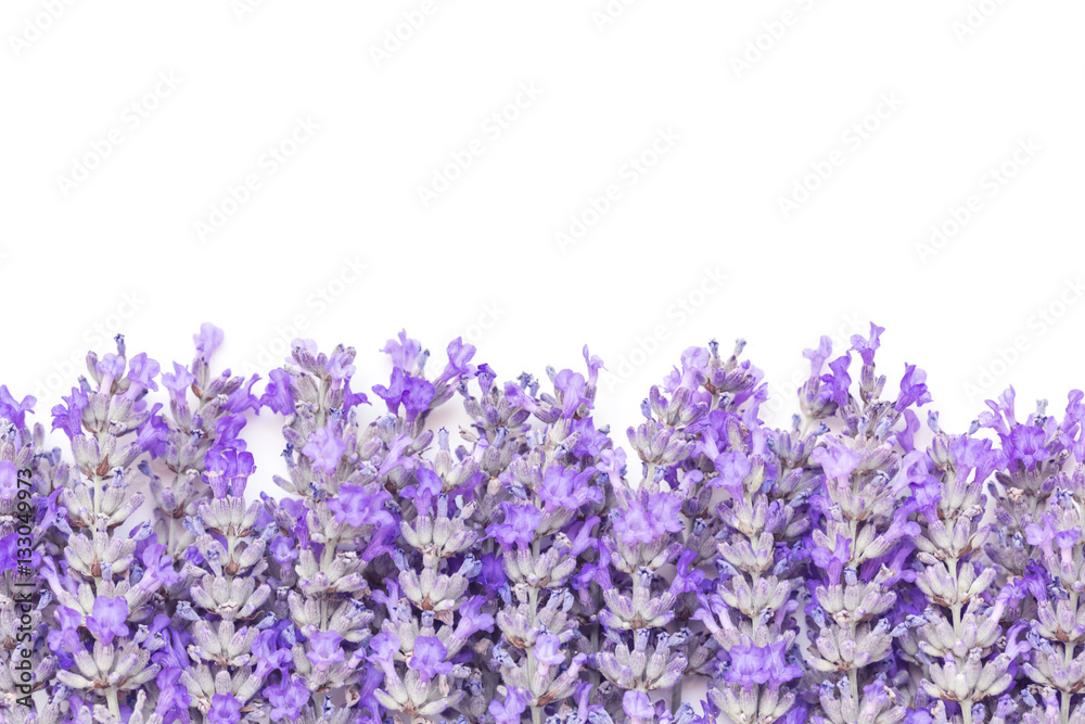 Fototapeta premium Lavender Flowers Border over White Background