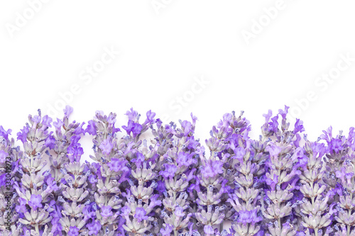 Lavender Flowers Border over White Background