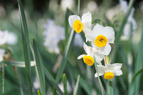 Fototapeta Naklejka Na Ścianę i Meble -  narcissus